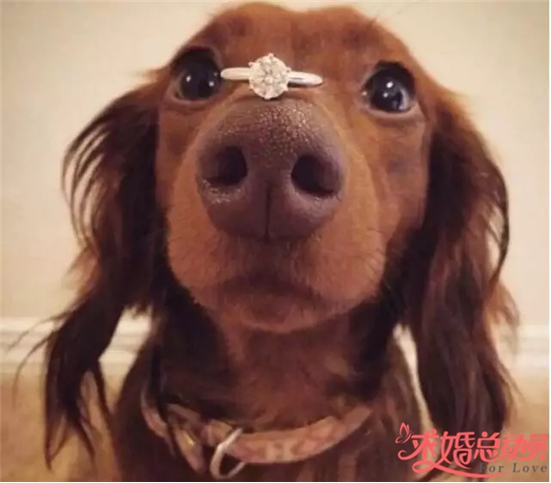 情人节就要用不一样的心意来求婚.jpg